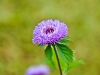 Purple Flower