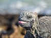 Marine Iguana