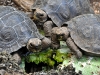 Baby Tortoises