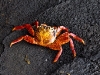 Crab