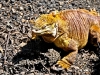 Land Iguana