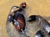 Sealion Pups