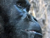 Gorilla Close up