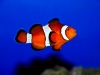 Clown Fish