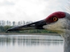 Sandhill Crane