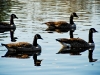 Geese with Reflection