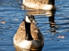 Canada Geese