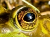 Frog Eye