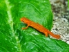 Salamander